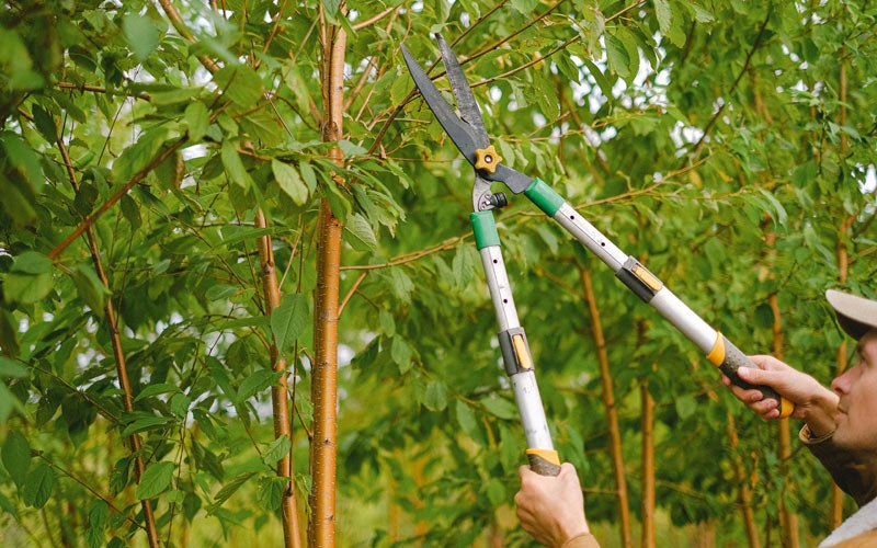 Tree trimming in Circleville, UT